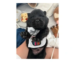 Golden and black Chow Chow puppies - 1