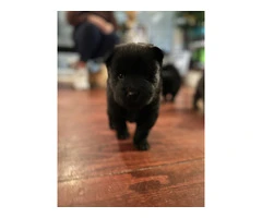 Golden and black Chow Chow puppies - 2
