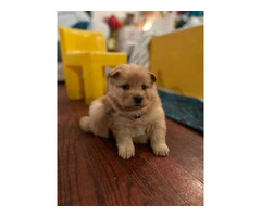 Golden and black Chow Chow puppies - 3