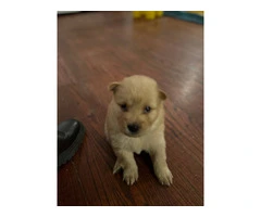 Golden and black Chow Chow puppies - 4