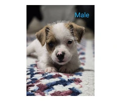 7 Jack Russell puppies available