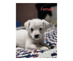 7 Jack Russell puppies available - 3