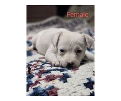 7 Jack Russell puppies available - 5