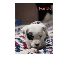 7 Jack Russell puppies available - 6
