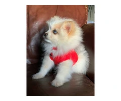 14 weeks old Shiranian puppy for sale - 3