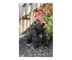 AKC Scottish terrier puppy for sale - 2