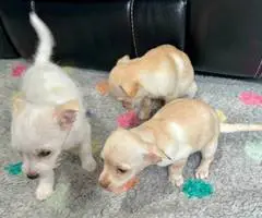 3 male baby Chiweenies - 1