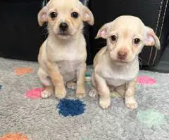3 male baby Chiweenies - 2