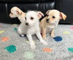 3 male baby Chiweenies - 3