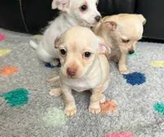 3 male baby Chiweenies - 4