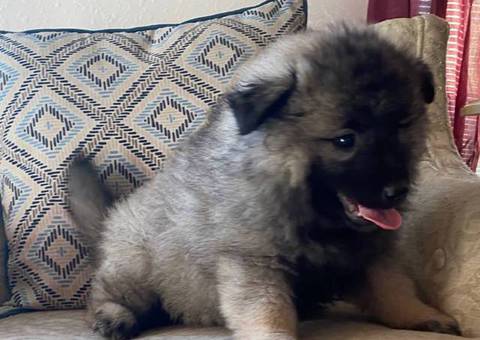 3 cuddly Keeshond puppies