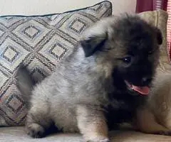 3 cuddly Keeshond puppies