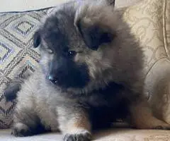 3 cuddly Keeshond puppies - 2