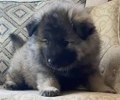 3 cuddly Keeshond puppies - 3