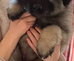 3 cuddly Keeshond puppies - 4