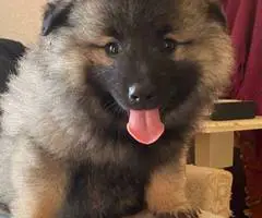 3 cuddly Keeshond puppies - 5