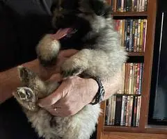 3 cuddly Keeshond puppies - 6