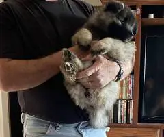 3 cuddly Keeshond puppies - 7