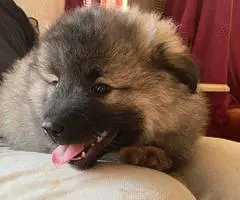 3 cuddly Keeshond puppies - 8