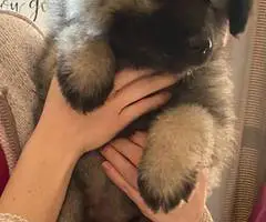 3 cuddly Keeshond puppies - 9