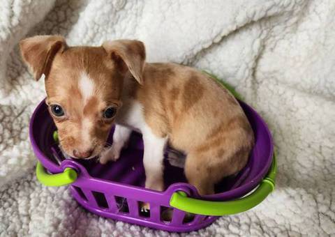 All female Rat Terriers