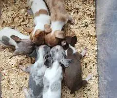 All female Rat Terriers - 13