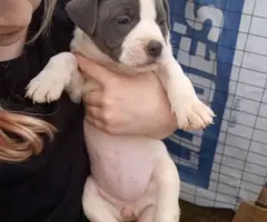 American Pitbull bully mix puppies - 8