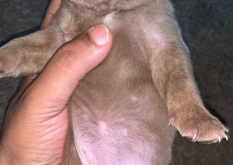 Purebred American Bully puppies