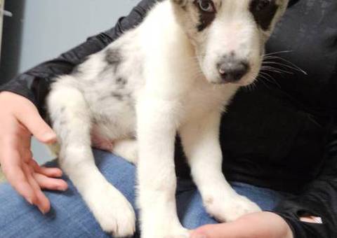 3 Texas Heeler puppies for sale