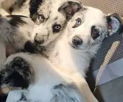 3 Texas Heeler puppies for sale - 2