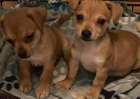 Chihuahua Jack Russell puppies