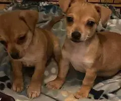 Chihuahua Jack Russell puppies