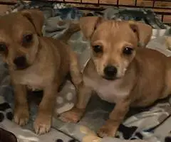 Chihuahua Jack Russell puppies - 3
