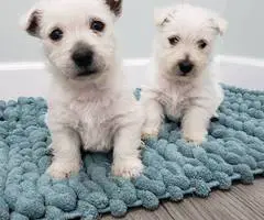 Gorgeous Westie/Scottish Terrier puppy - 1
