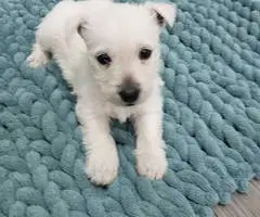Gorgeous Westie/Scottish Terrier puppy - 2