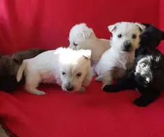 Gorgeous Westie/Scottish Terrier puppy - 3