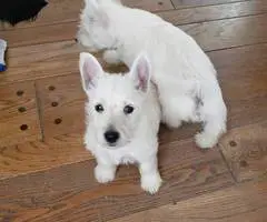 Gorgeous Westie/Scottish Terrier puppy - 4