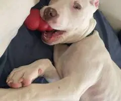 Young Male White Pitbull puppy - 2