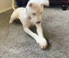 Young Male White Pitbull puppy - 3