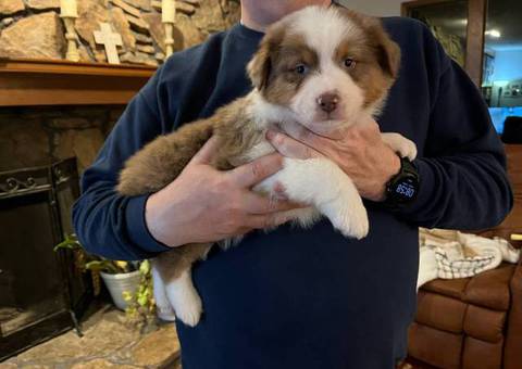 Red tri and red merle Aussie