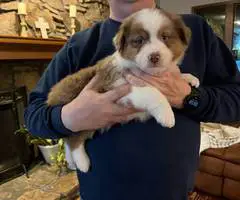 Red tri and red merle Aussie