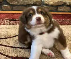 Red tri and red merle Aussie - 2