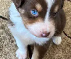 Red tri and red merle Aussie - 3