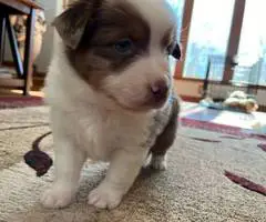 Red tri and red merle Aussie - 4