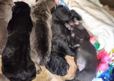 Full blooded Cane Corso puppies for sale