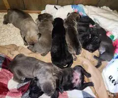 Full blooded Cane Corso puppies for sale - 3