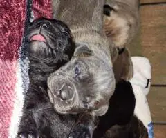 Full blooded Cane Corso puppies for sale - 4