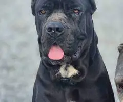 Full blooded Cane Corso puppies for sale - 5
