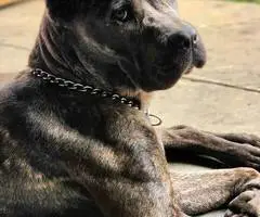 Full blooded Cane Corso puppies for sale - 6