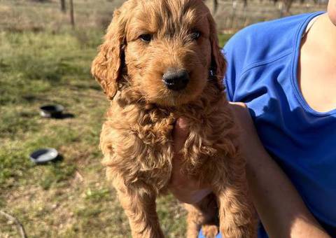 Sweet Goldendoodle puppies for adoption